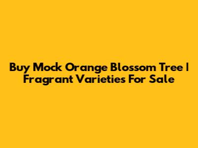 Buy Mock Orange Blossom Tree | Fragrant Varieties For Sale
